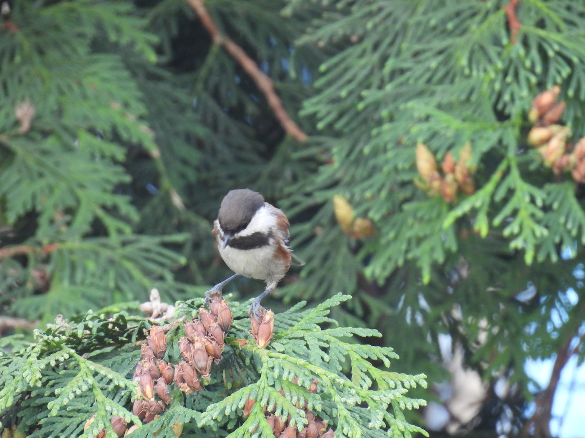 Chestnut-backed Chickadee - ML623935301