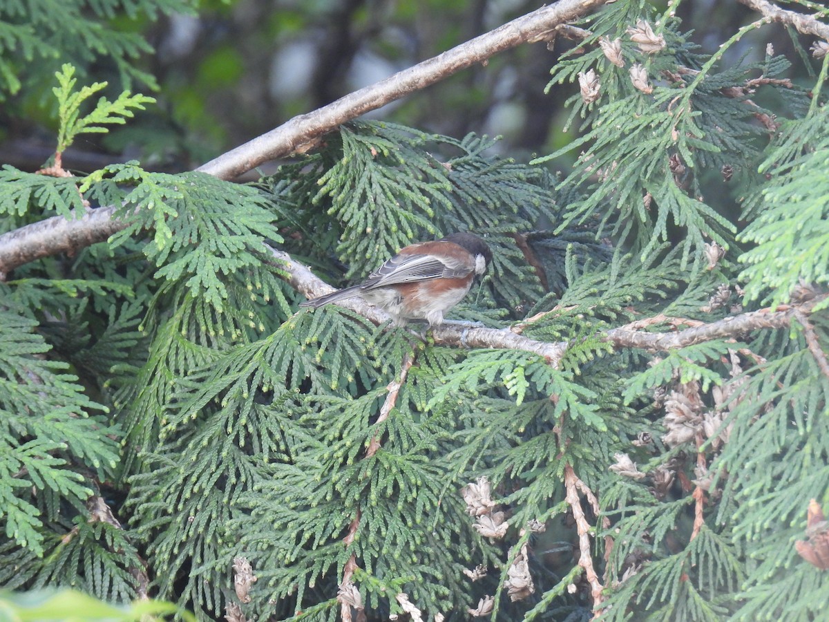 Chestnut-backed Chickadee - ML623935302