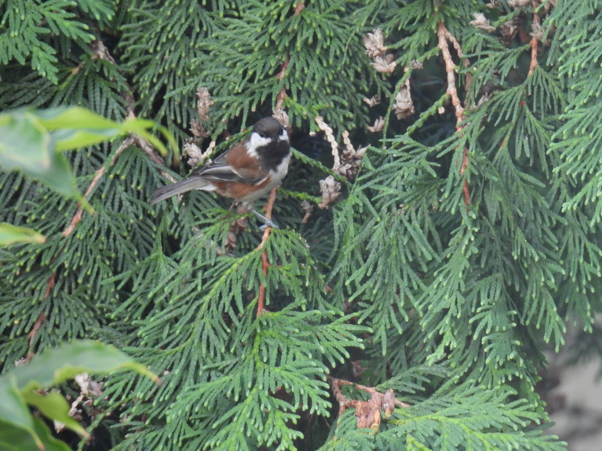 Chestnut-backed Chickadee - ML623935303