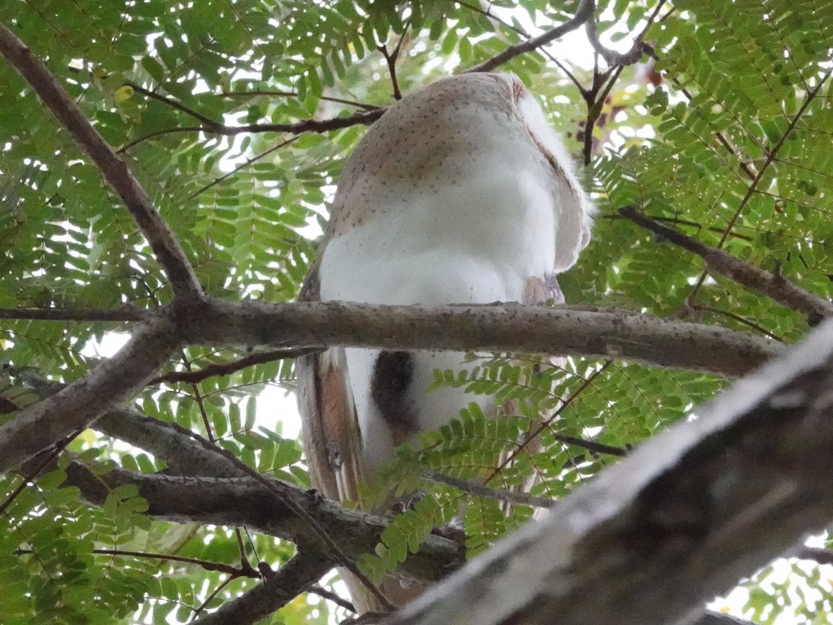 Barn Owl - ML623935306