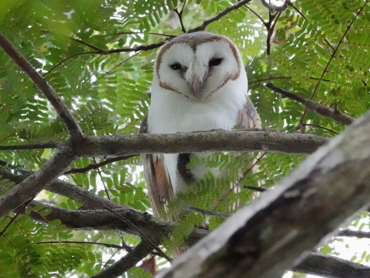 Barn Owl - ML623935307