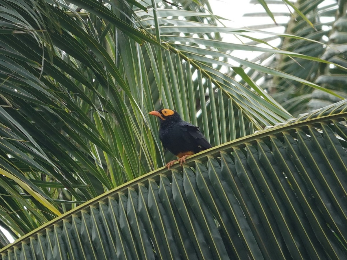 Yellow-faced Myna - ML623935315