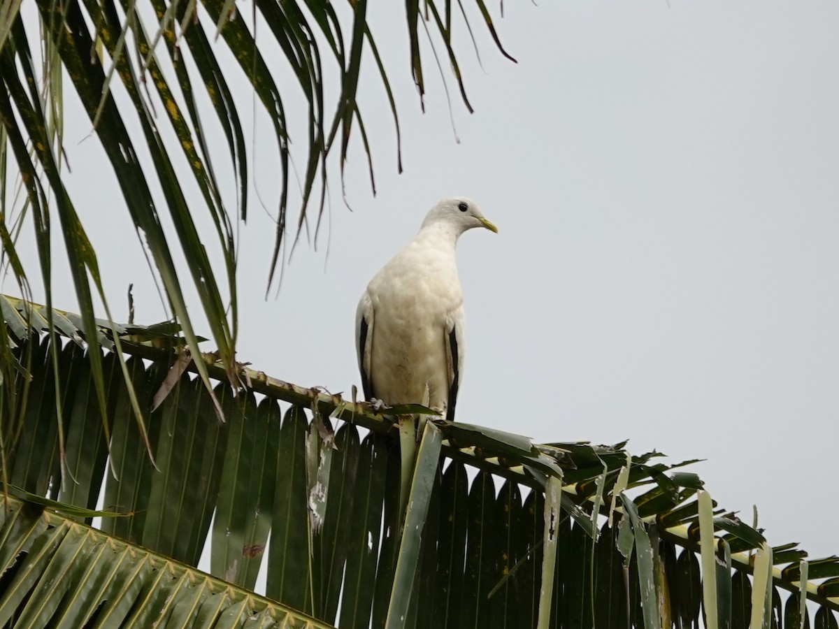 Torresian Imperial-Pigeon - Whitney Mortimer