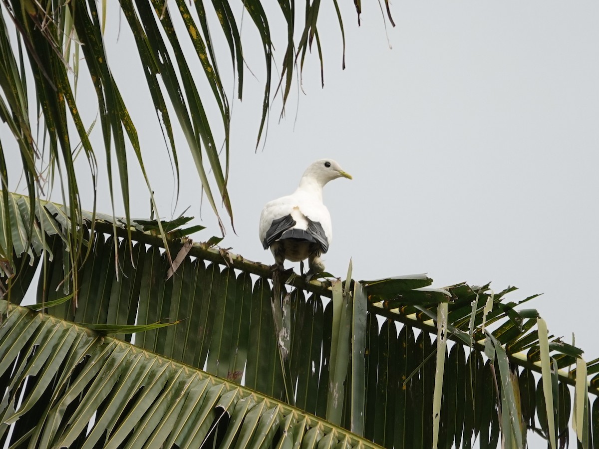 Torresian Imperial-Pigeon - ML623935324