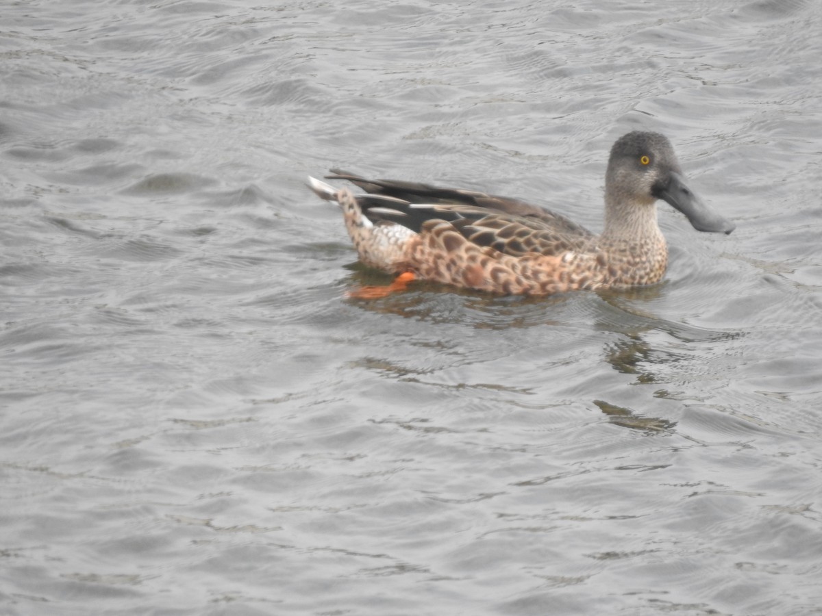 Northern Shoveler - Layton Pace