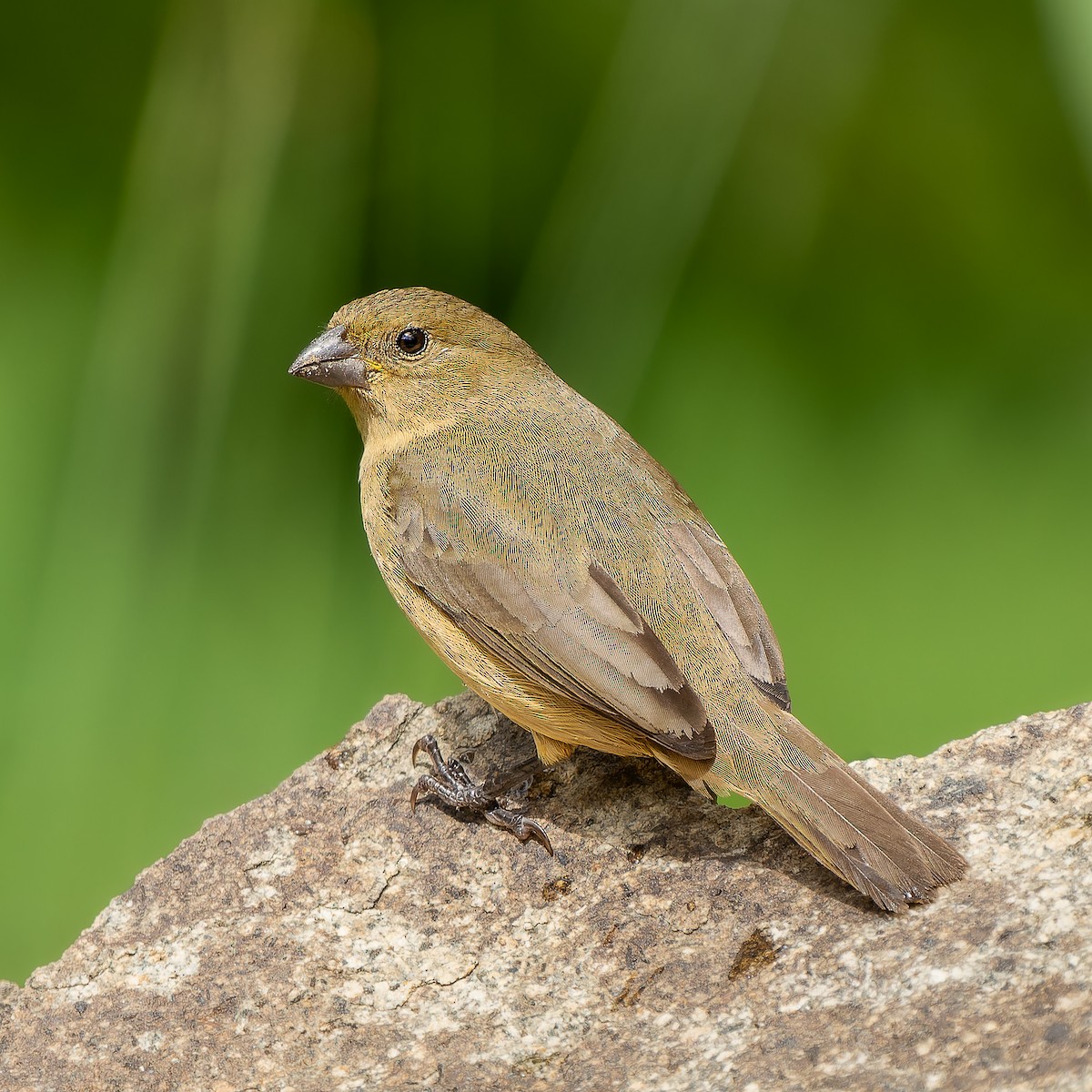 Yellow-bellied Seedeater - ML623935360