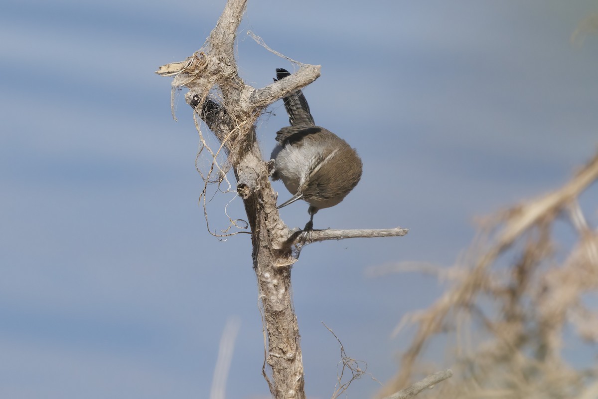 Bewick's Wren - ML623935361