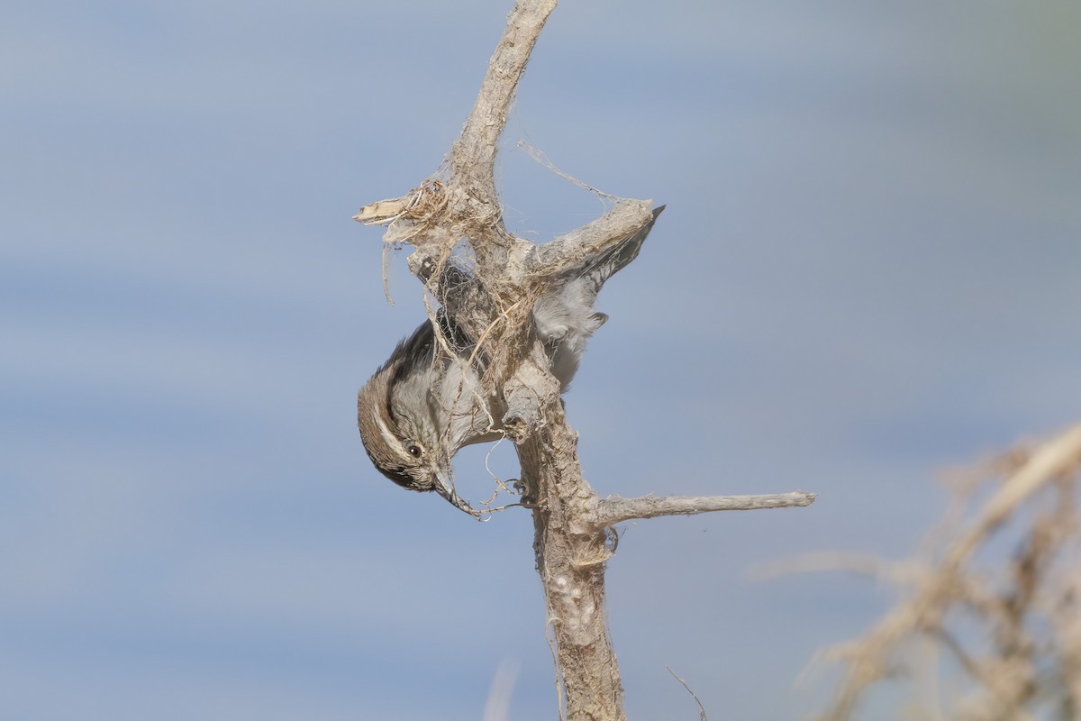 Bewick's Wren - ML623935362