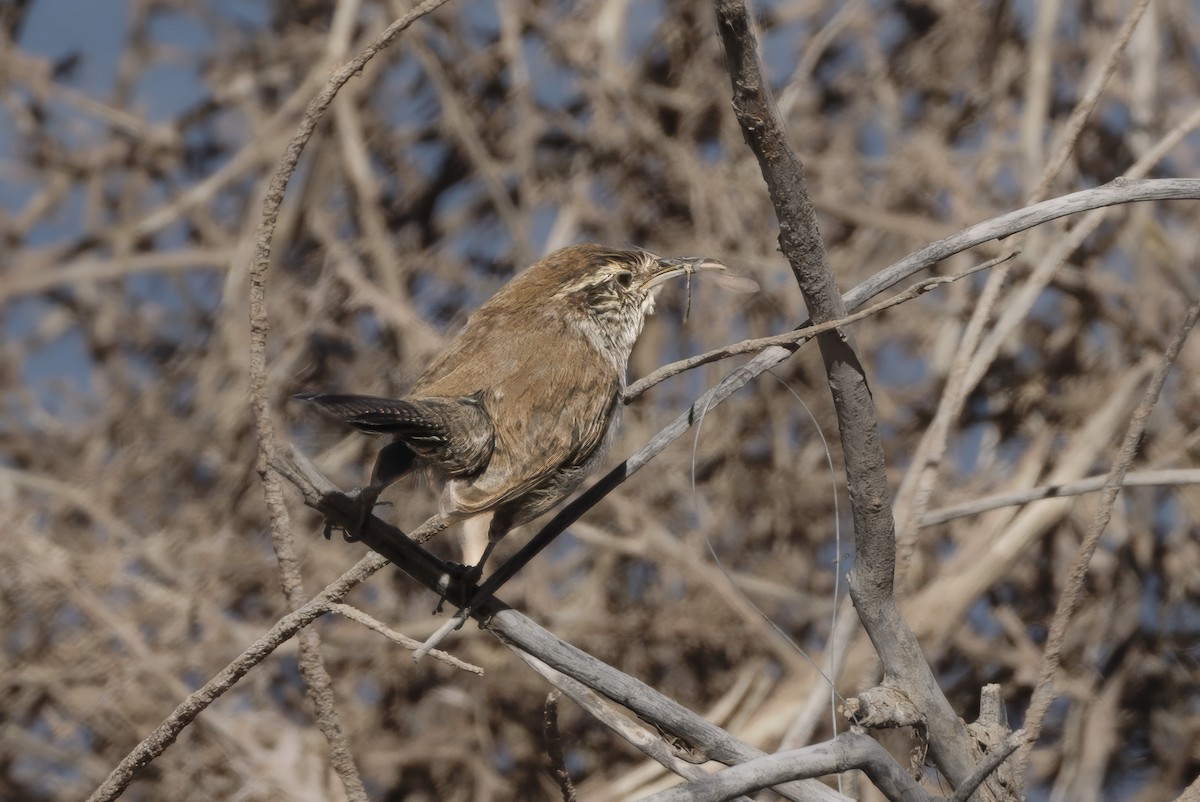 Bewick's Wren - ML623935363