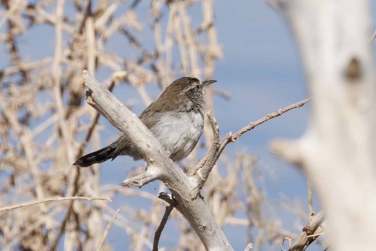 Bewick's Wren - ML623935364