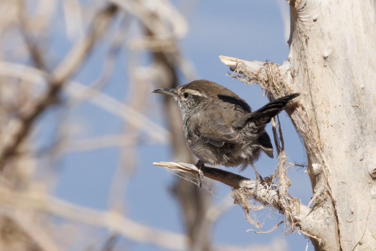 Bewick's Wren - ML623935365