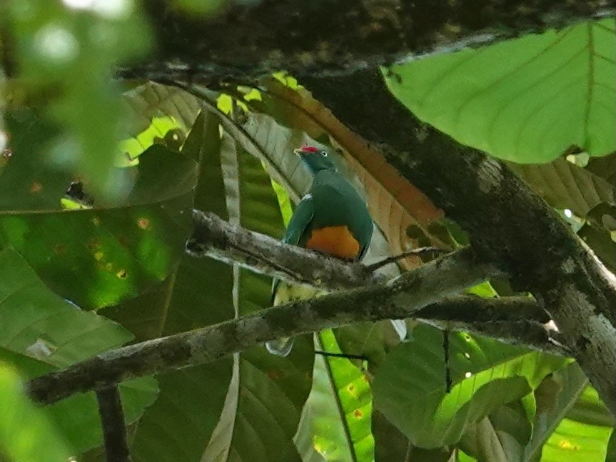 Knob-billed Fruit-Dove - ML623935383