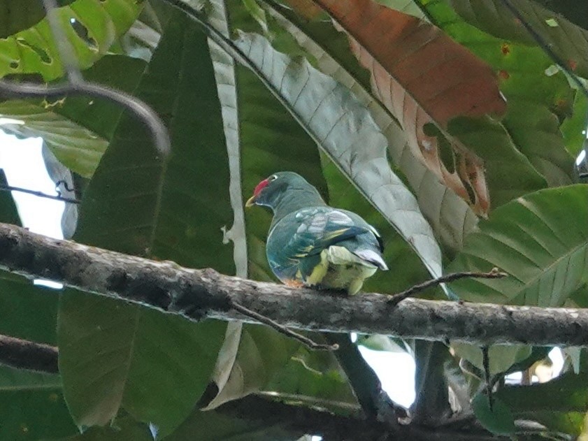 Knob-billed Fruit-Dove - ML623935384