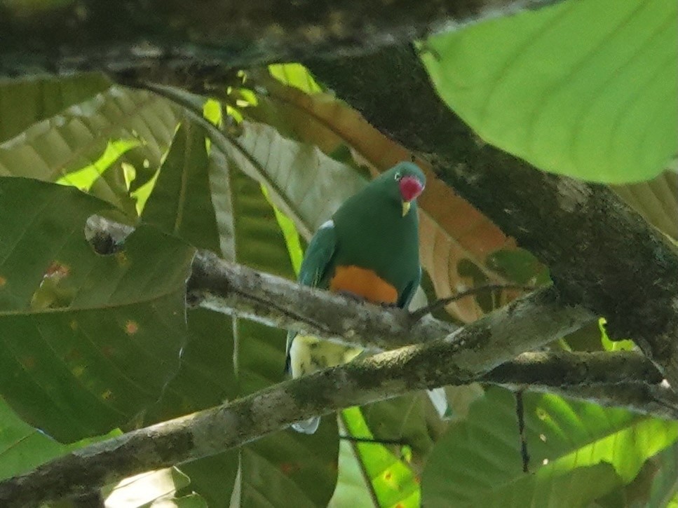 Knob-billed Fruit-Dove - ML623935385