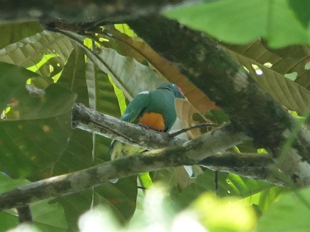 Knob-billed Fruit-Dove - ML623935386