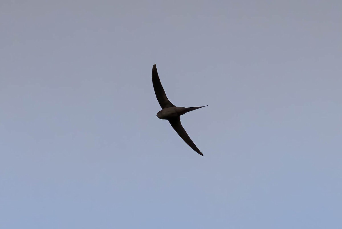 African Palm Swift - ML623935398