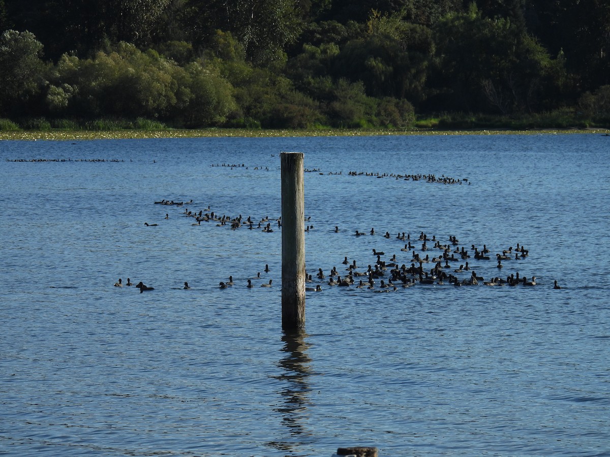 American Coot - Aarti Khale