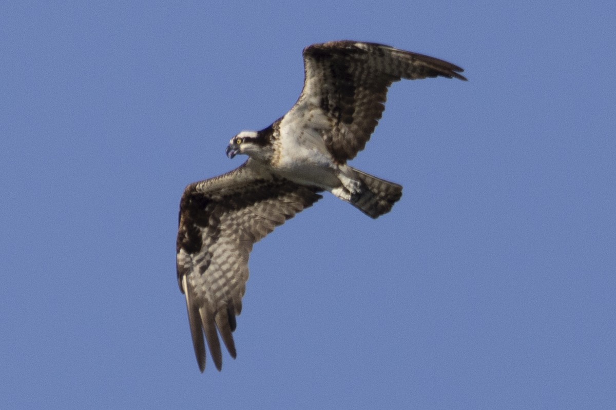 Osprey - ML623935407