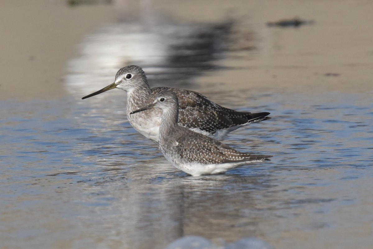 gulbeinsnipe - ML623935411