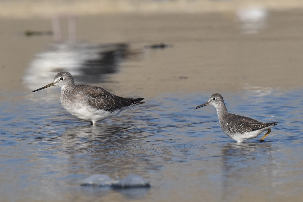 gulbeinsnipe - ML623935412