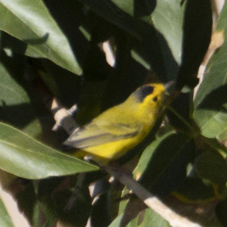 Wilson's Warbler - ML623935416