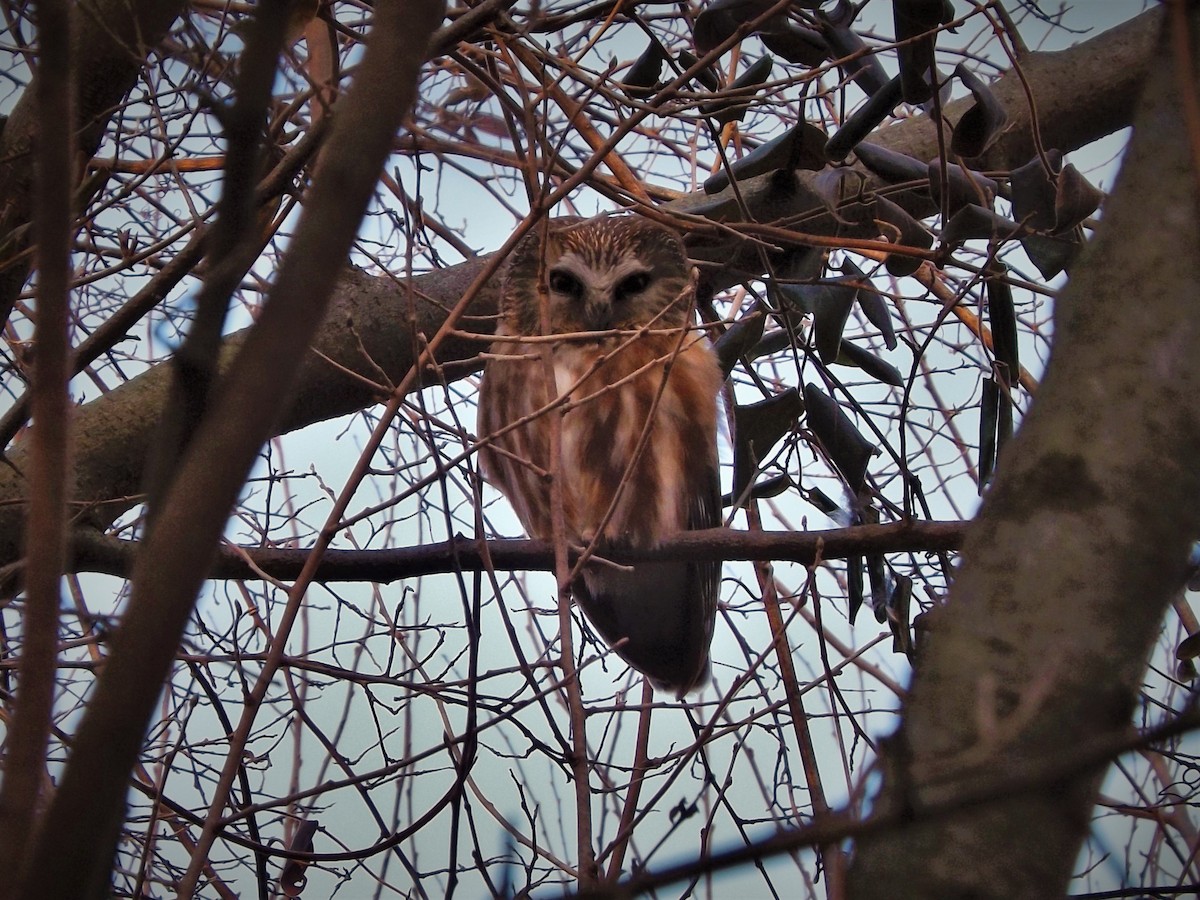 Northern Saw-whet Owl - ML623935428