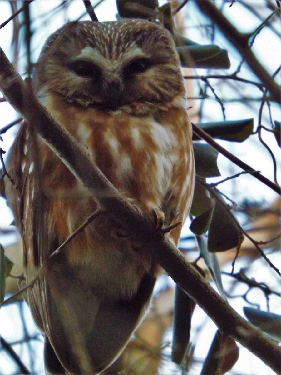 Northern Saw-whet Owl - ML623935429