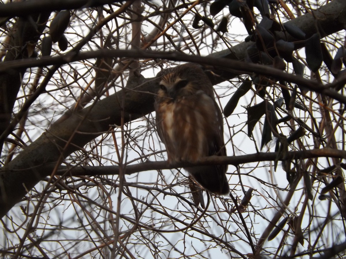 Northern Saw-whet Owl - ML623935431