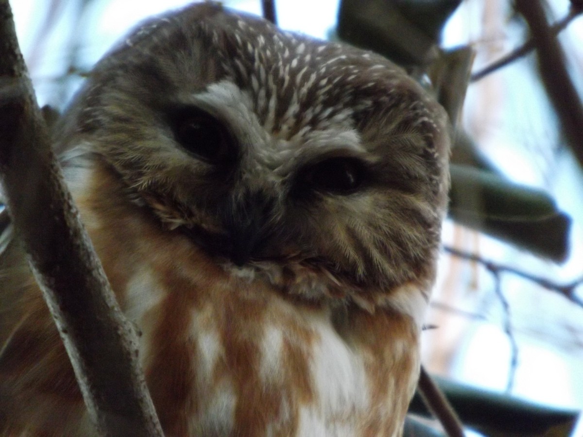 Northern Saw-whet Owl - ML623935433