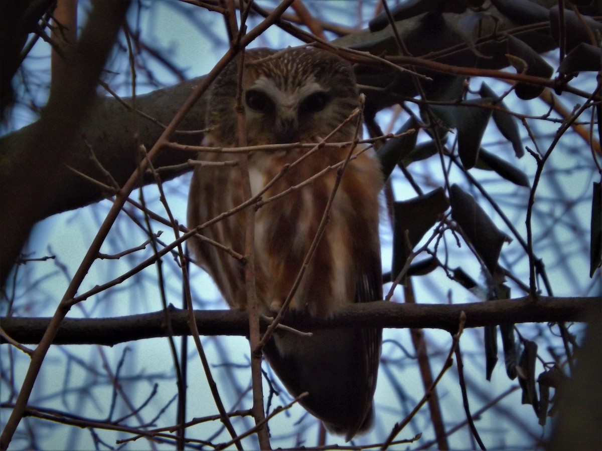 Northern Saw-whet Owl - ML623935435