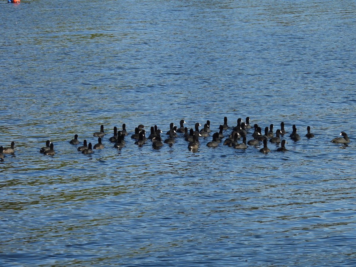 American Coot - Aarti Khale