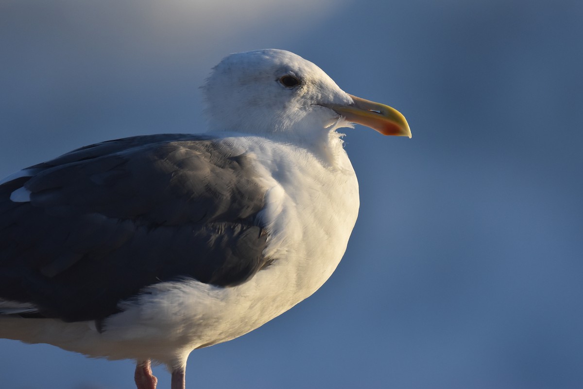 Western Gull - ML623935451