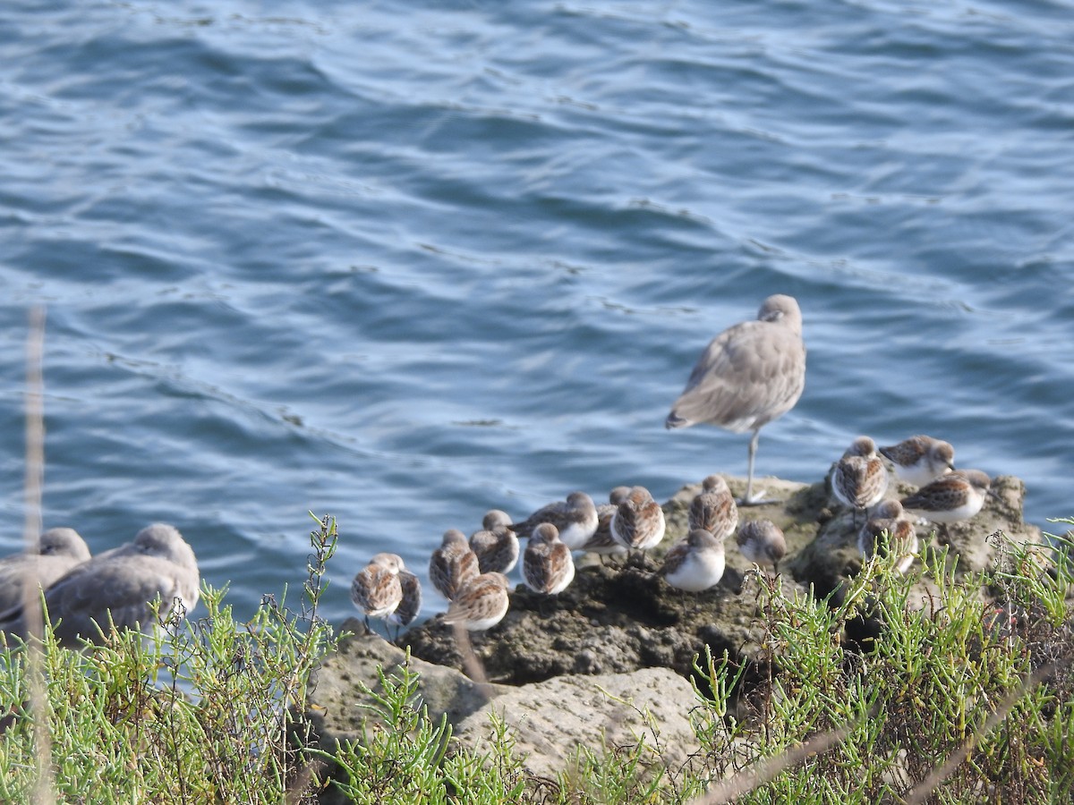 Bergstrandläufer - ML623935453