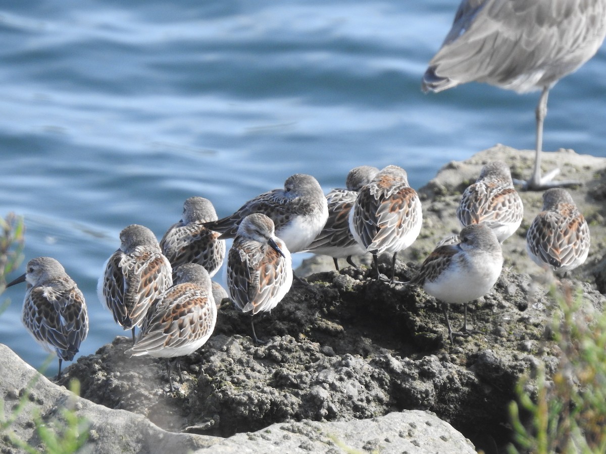 Bergstrandläufer - ML623935454