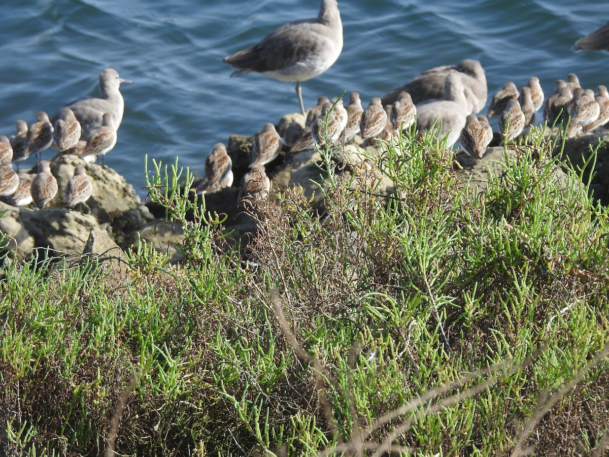 Bergstrandläufer - ML623935455