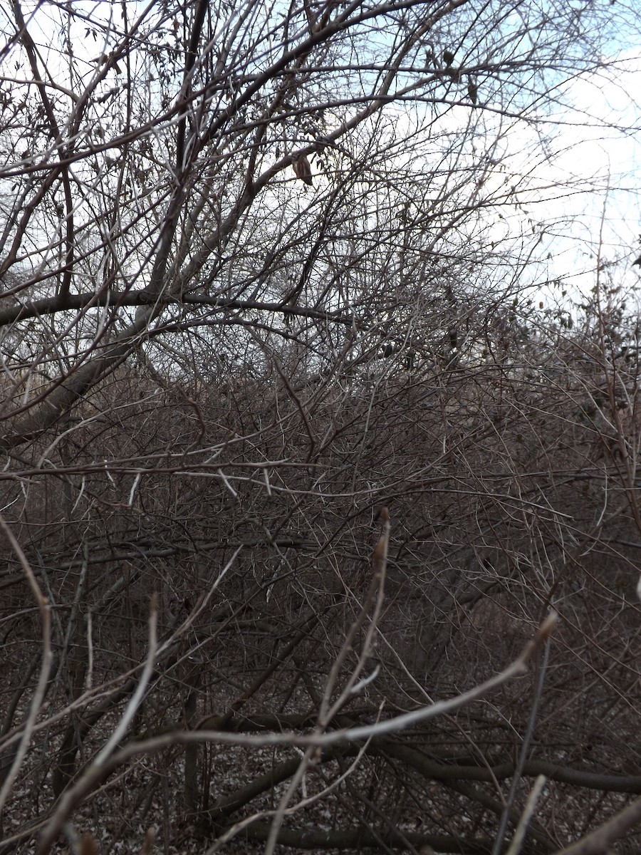 Northern Saw-whet Owl - ML623935457