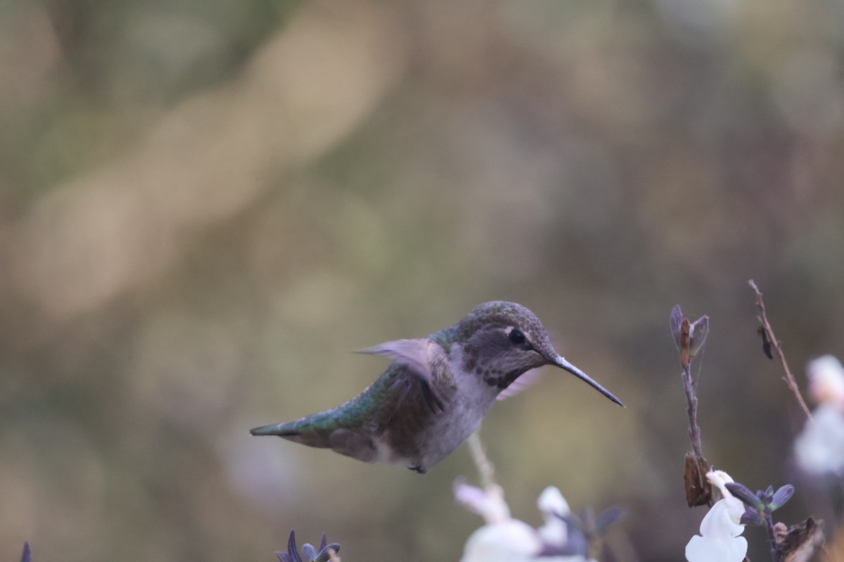 Anna's Hummingbird - ML623935472