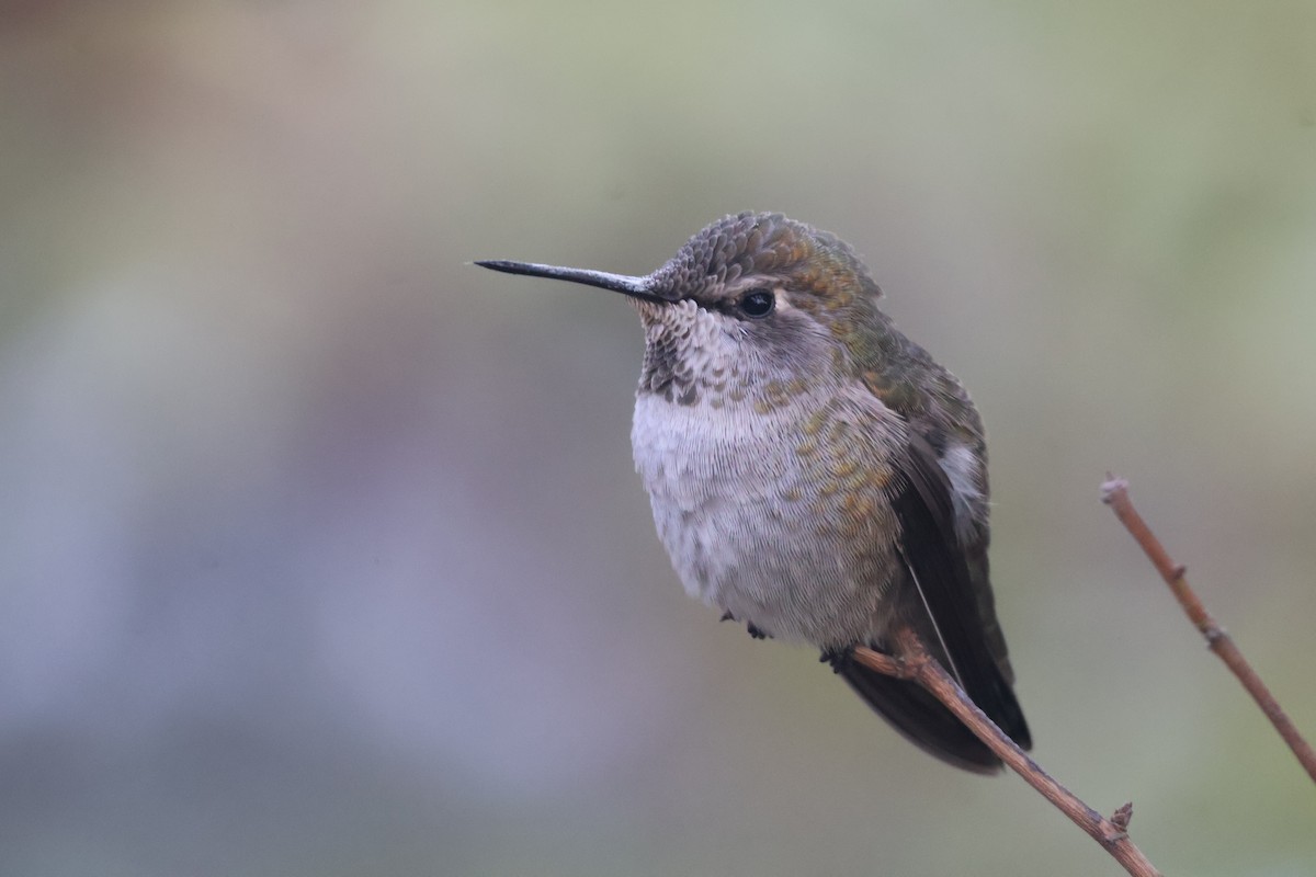 Anna's Hummingbird - ML623935474