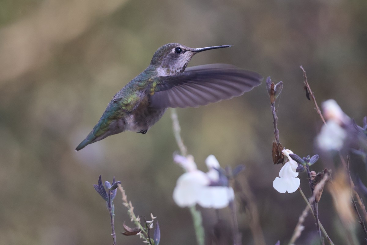 Anna's Hummingbird - Alex Keitt