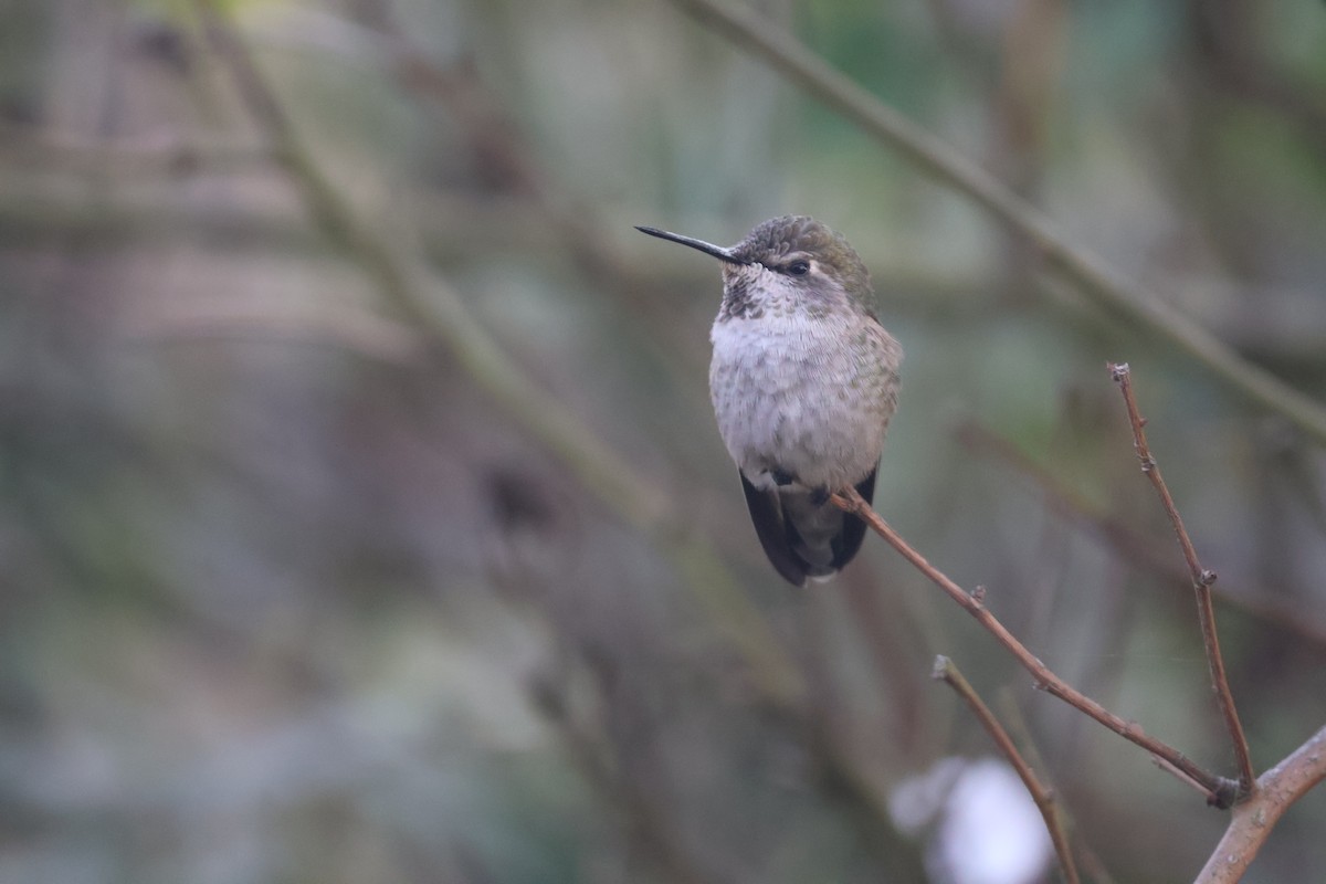 Anna's Hummingbird - ML623935476