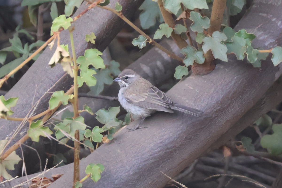 Black-throated Sparrow - ML623935483