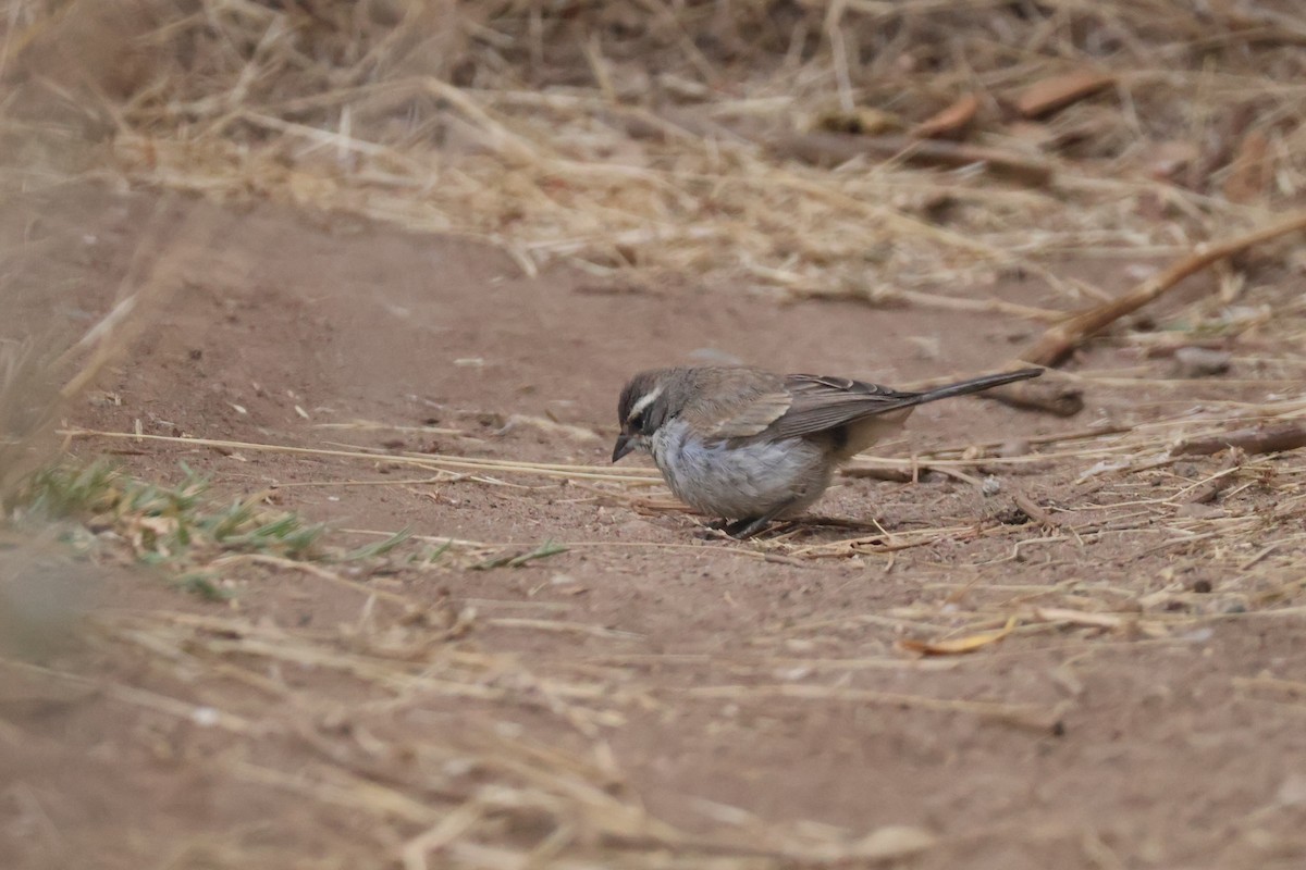 Black-throated Sparrow - ML623935485