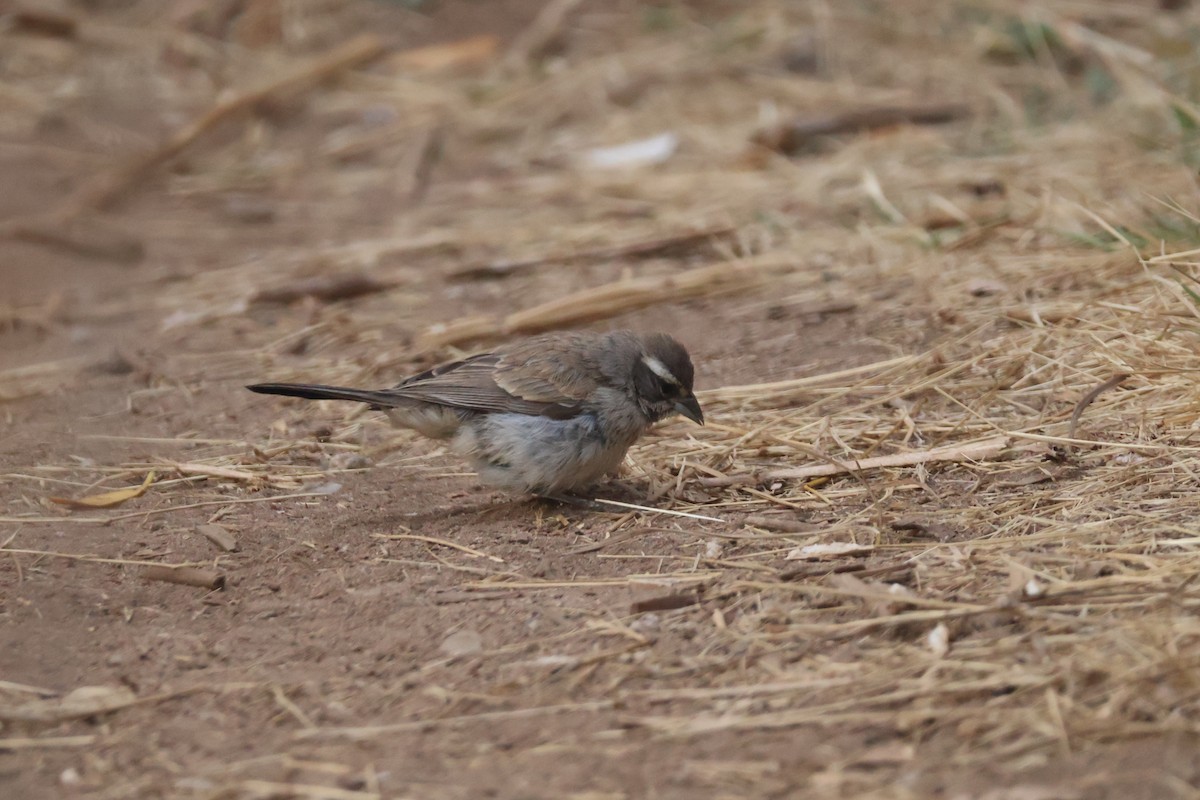 Black-throated Sparrow - ML623935486