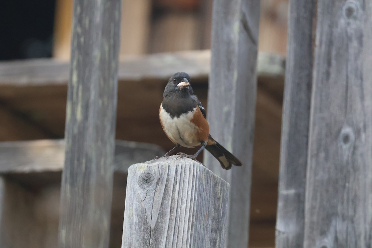 Spotted Towhee - ML623935491