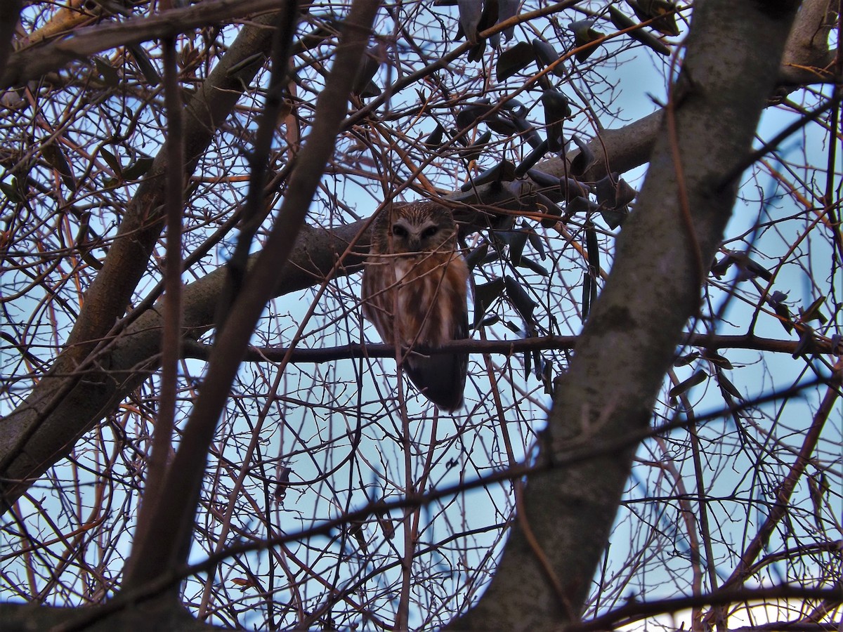 Northern Saw-whet Owl - ML623935494
