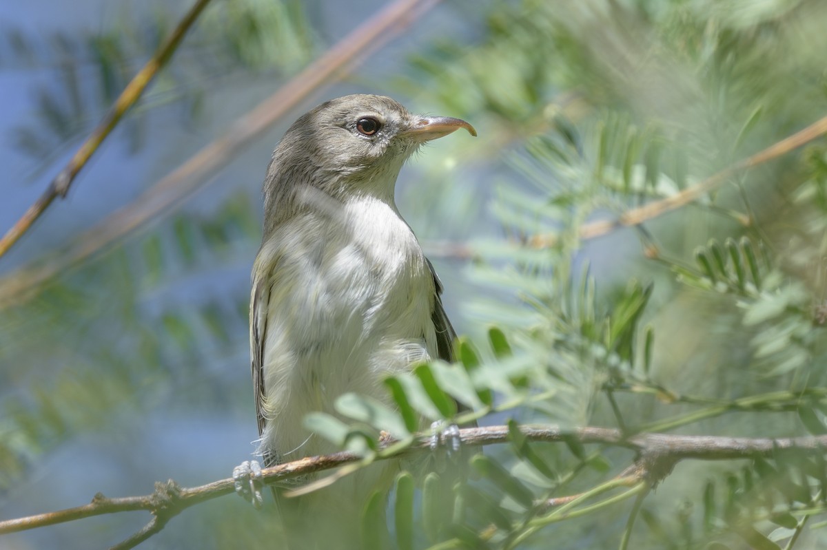 Bell's Vireo - ML623935499