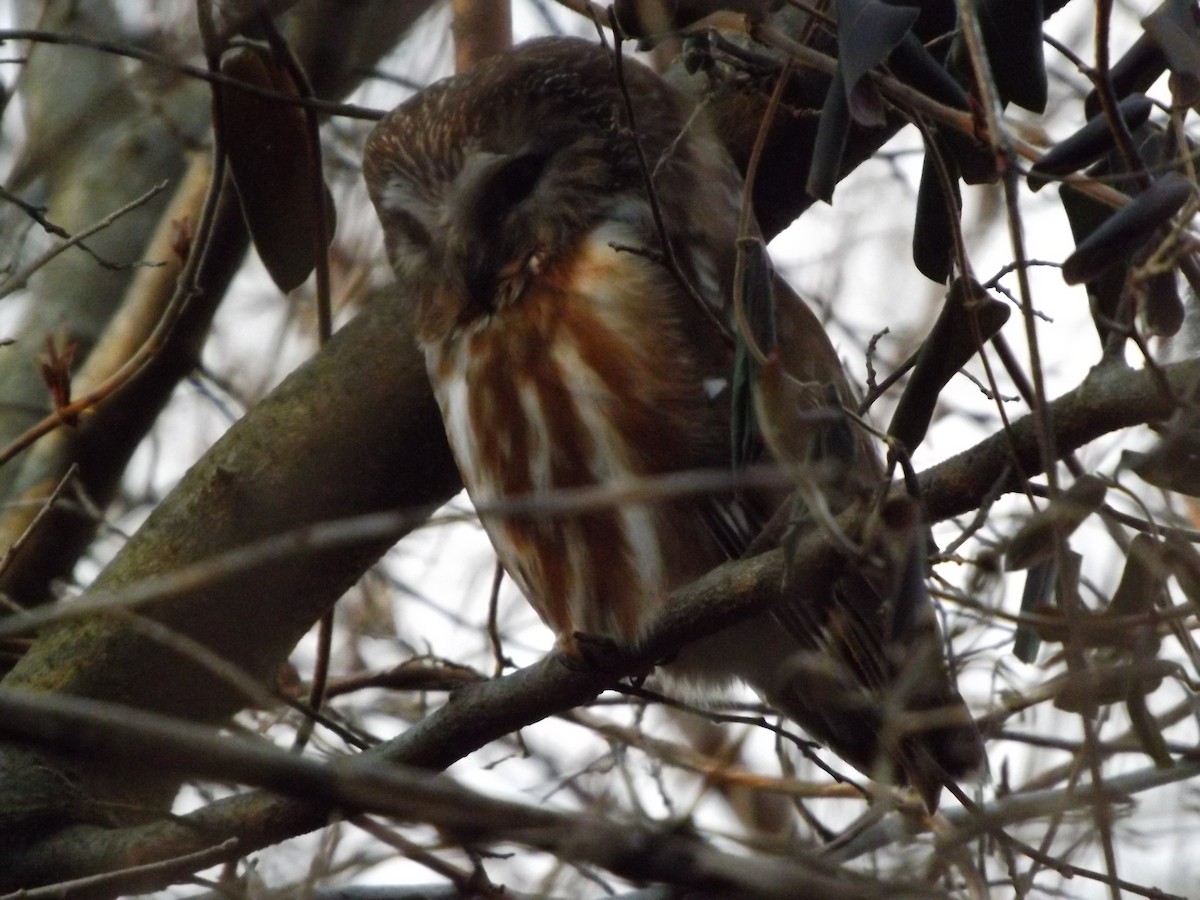 Northern Saw-whet Owl - ML623935505