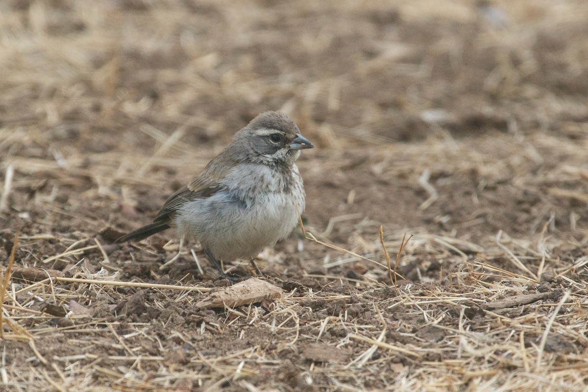 Black-throated Sparrow - ML623935508