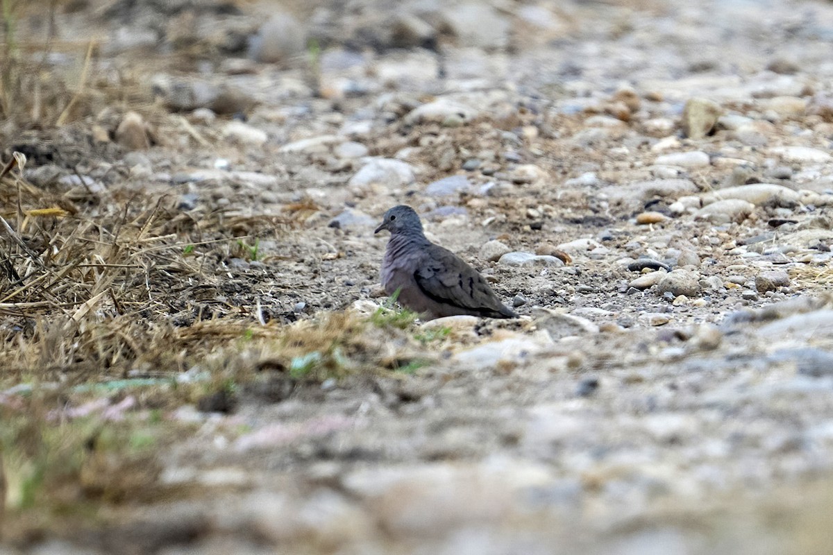 Plain-breasted Ground Dove - ML623935511