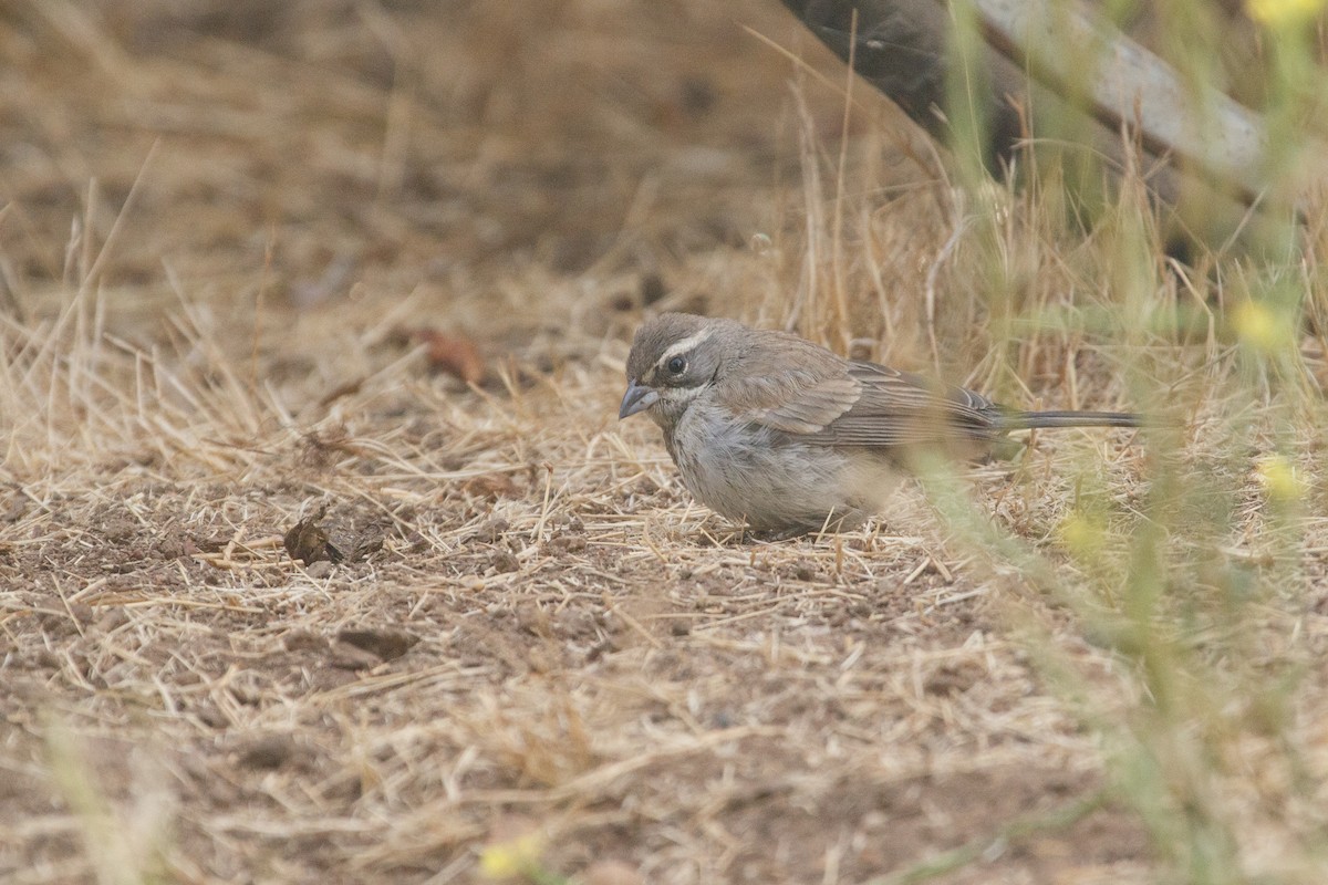 Black-throated Sparrow - ML623935518